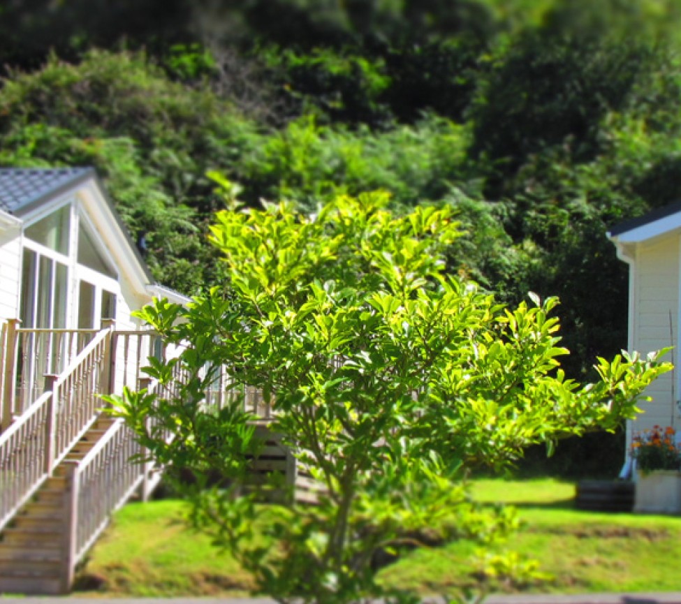 holiday homes for hire at Hele Valley Holiday Park