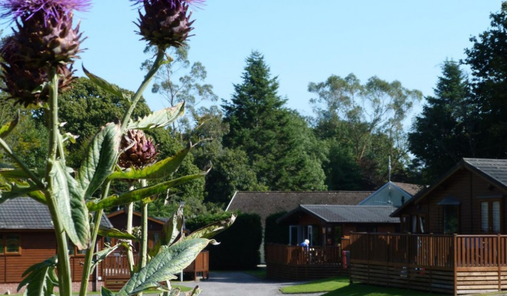 holiday lodges at Eden Valley Holiday park