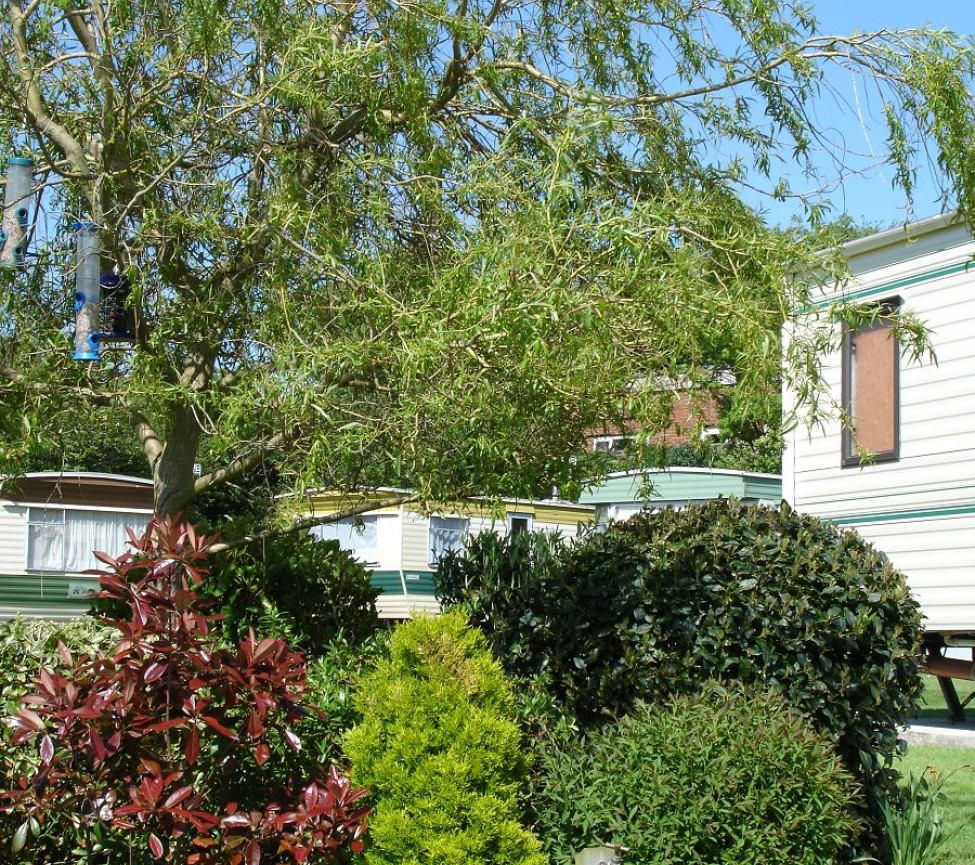 trees and the grounds at Brook Lane Caravan Park