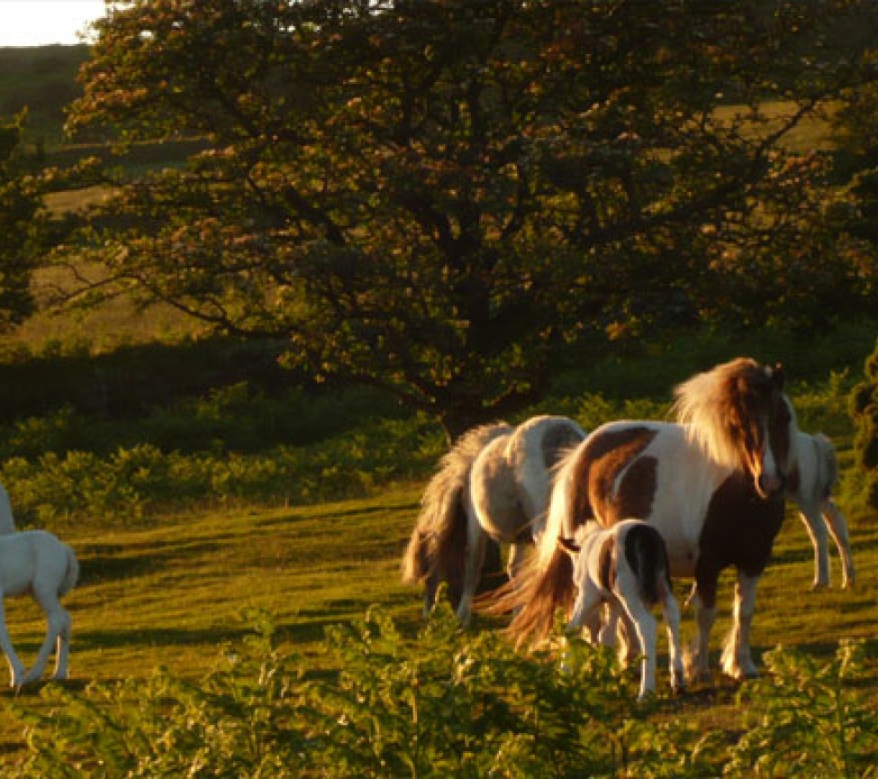 cows in the fields near to the park