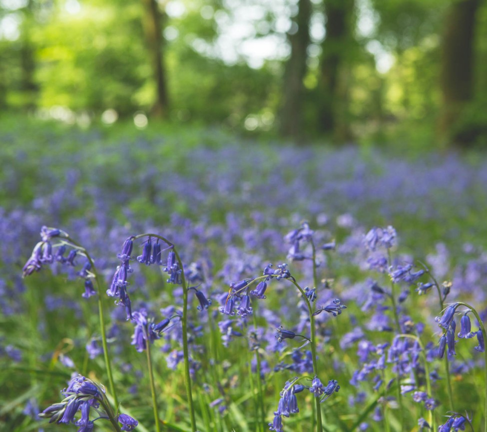 Forest Glade Holiday Park in Cullompton