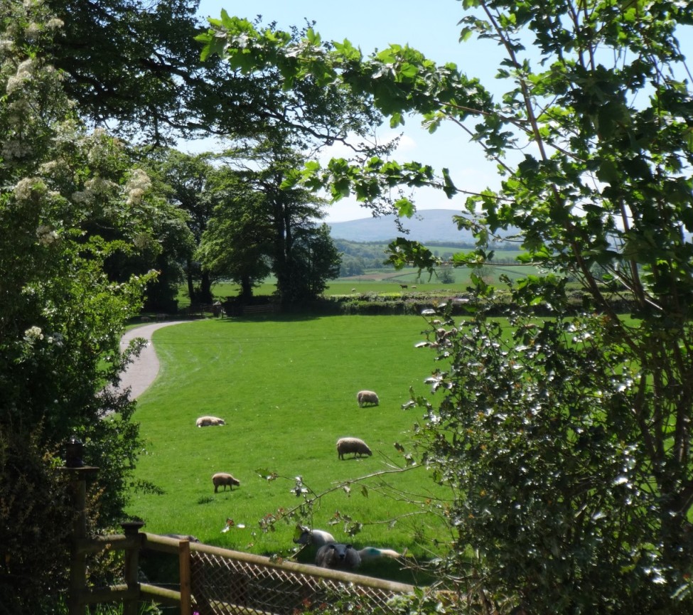 Fields near to Nichols Nymett Caravan Park