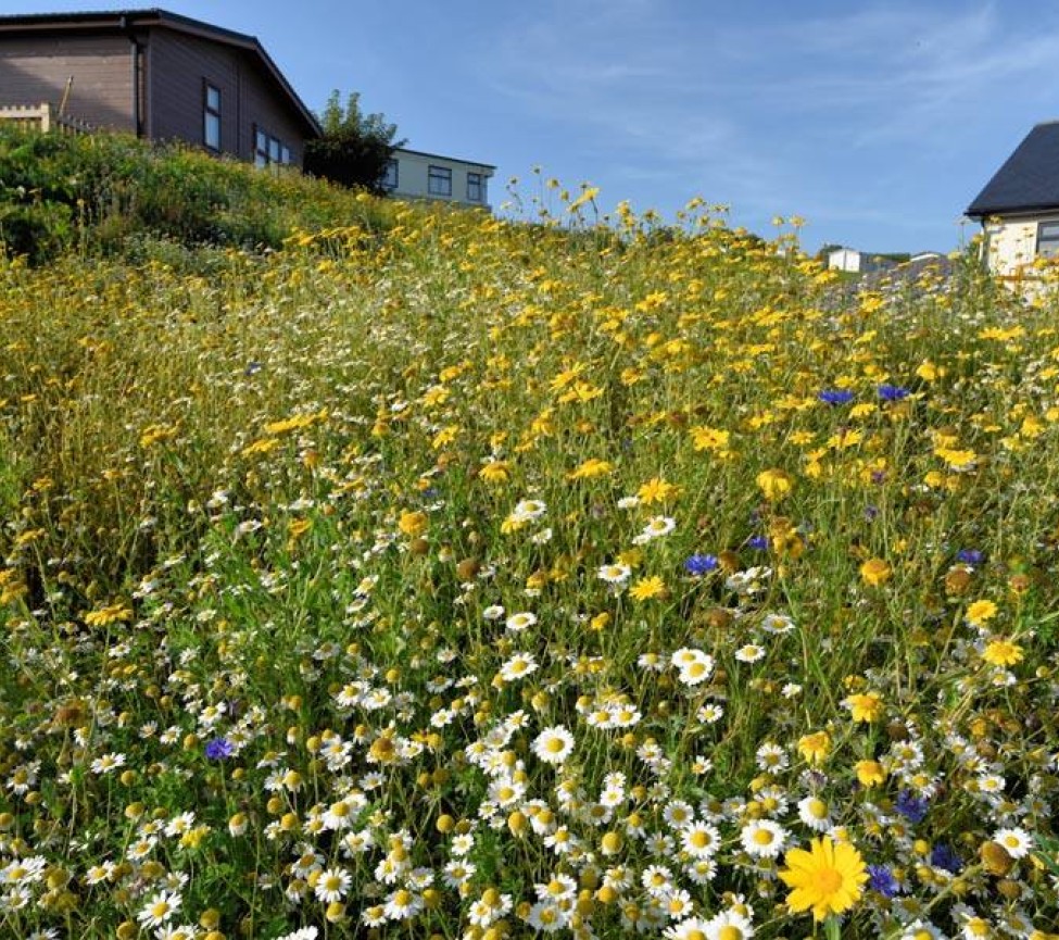 wild flowers around this stunning holiday park