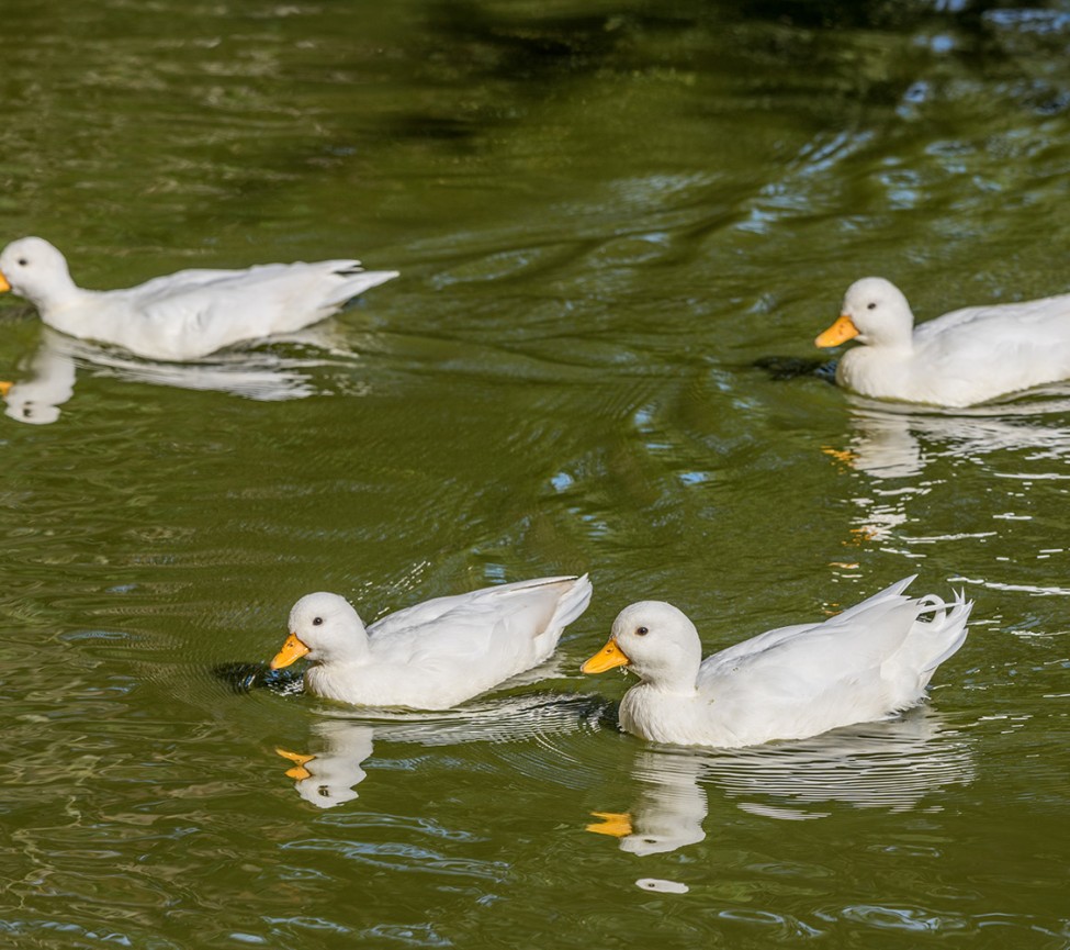 wildlife at Sandyholme Holiday Park