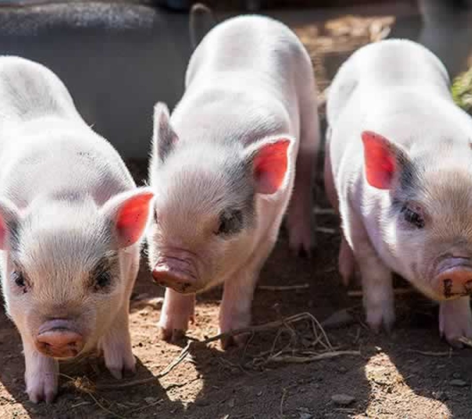 Parkers Farm Holiday Park pigs on the farm