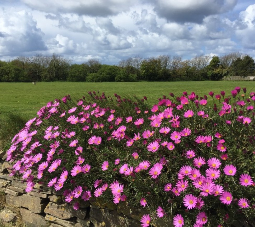 view of the grounds at St. Merryn Holiday Park