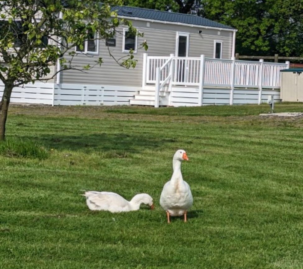 static caravans for sale at Chelsfield Farm Holiday Park