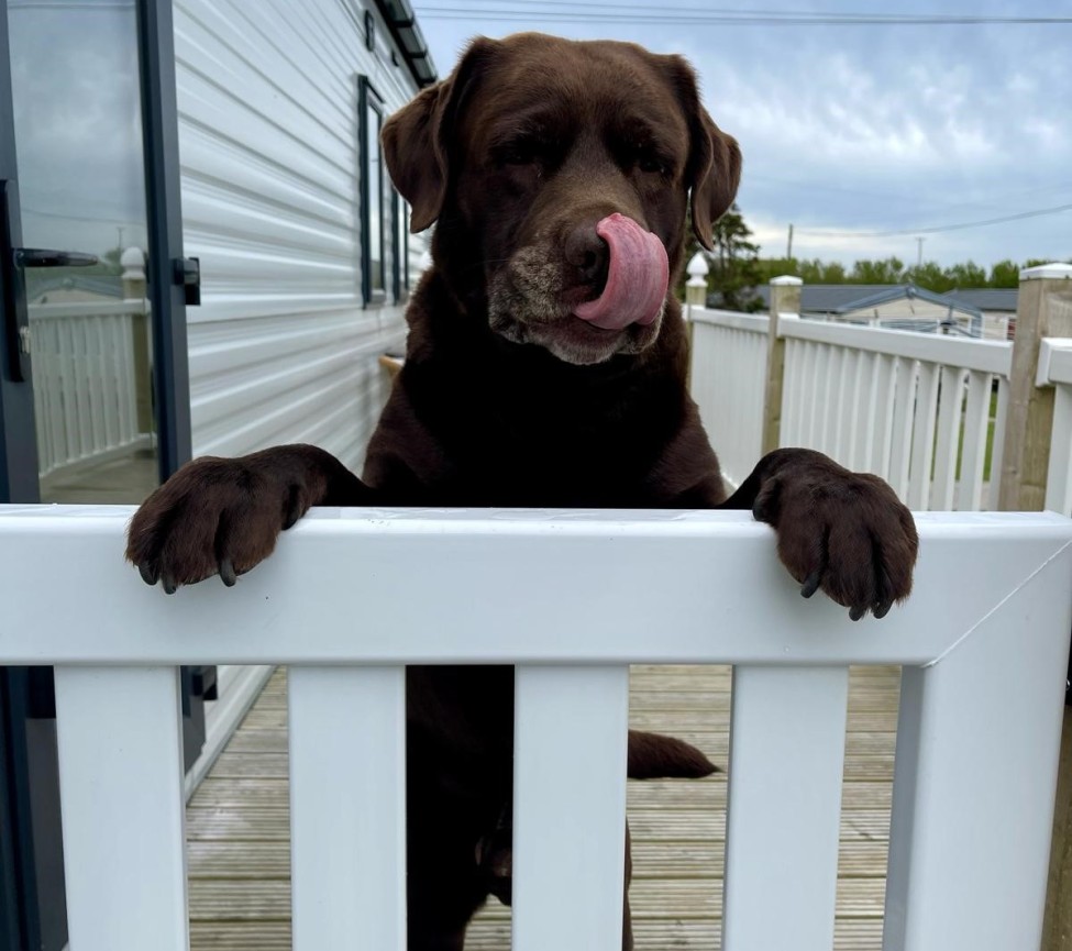 Roselands Caravan & Camping Park Dog friendly