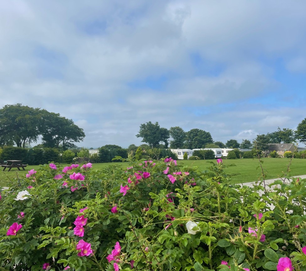 Acorn meadow view